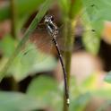 Choristhemis flavoterminata male-220760